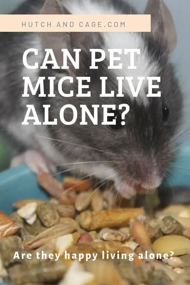 can mice live alone Pinterest image