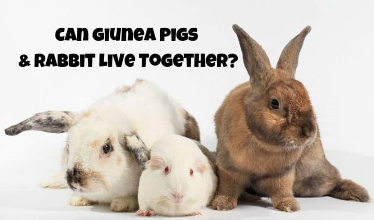 Can Guinea Pigs And Rabbits Live Together? | Hutch and Cage
