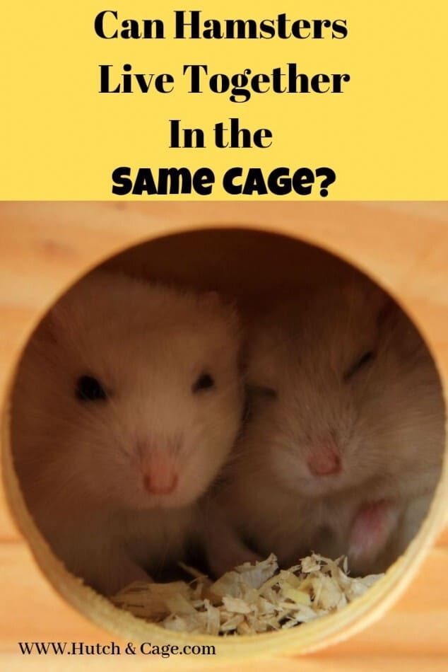 can hamsters live together? pinterest image