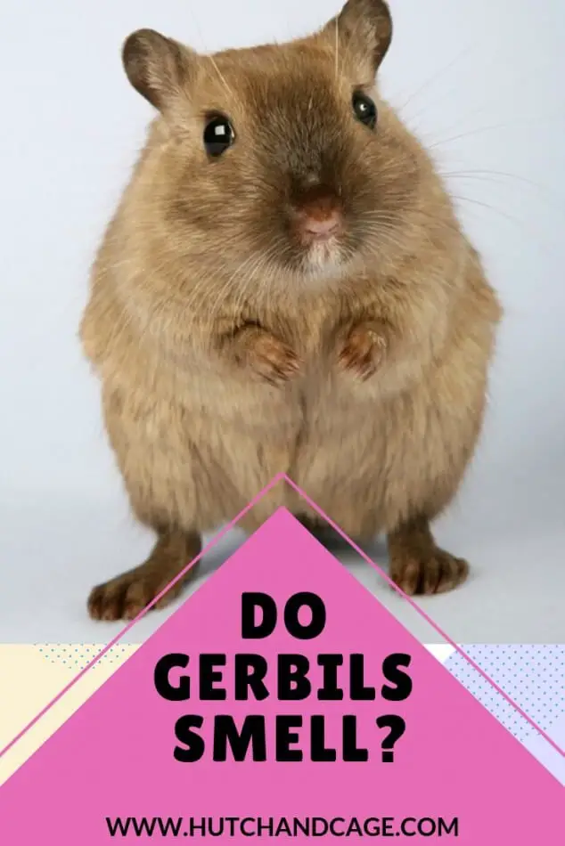 DO GERBILS SMELL?