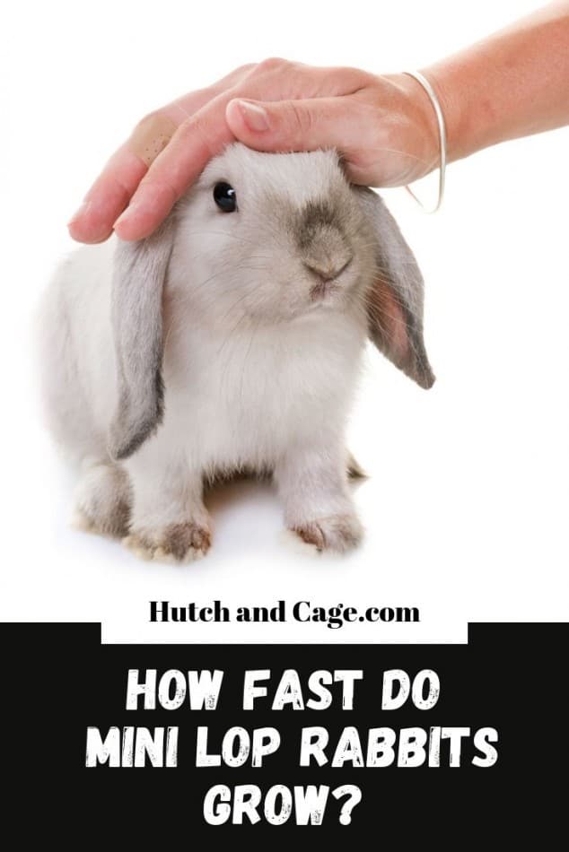 How Big Do Mini Lop Rabbits Grow Size Growth Rate Age