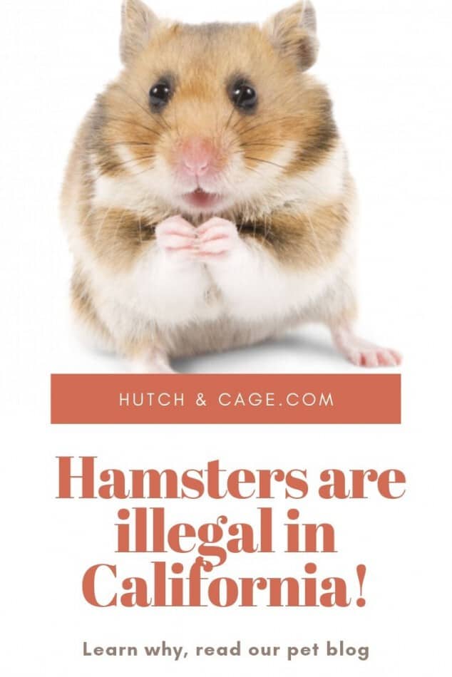 pinterest image of a hamster