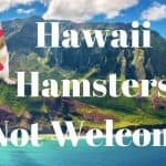 image from a pet blog:why are hamsters illegal in hawaii