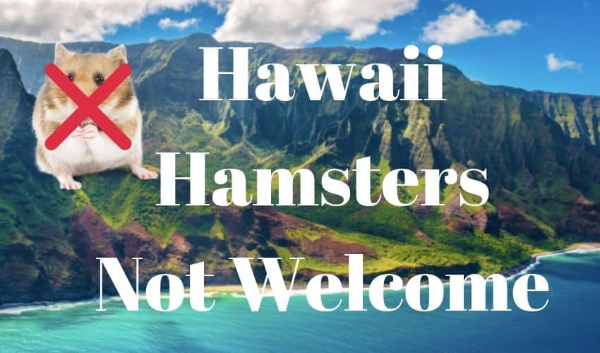 Why is it illegal to own a hamster in Hawaii? Read why here!