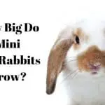 how big do mini lop rabbits grow