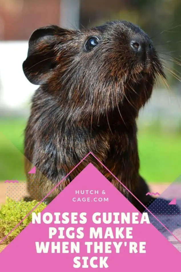 What Noise Do Guinea Pigs Make When They Are Sick? Hutch and Cage