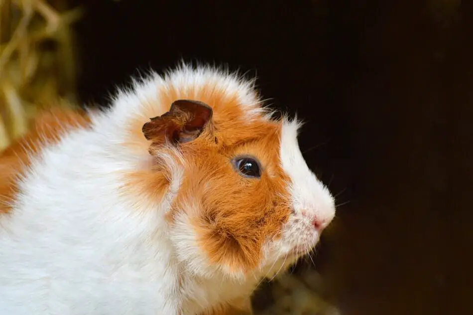 happy guinea pig