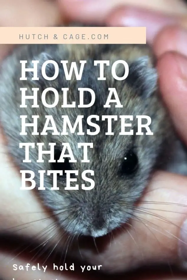 pinterest image: how to hold a hamster