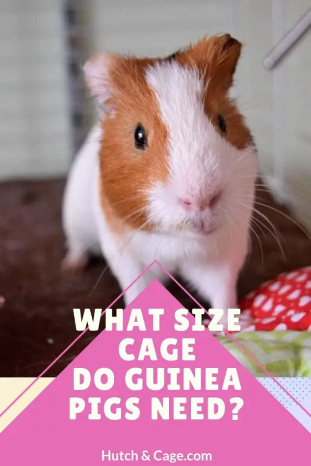 minimum space for 2 guinea pigs