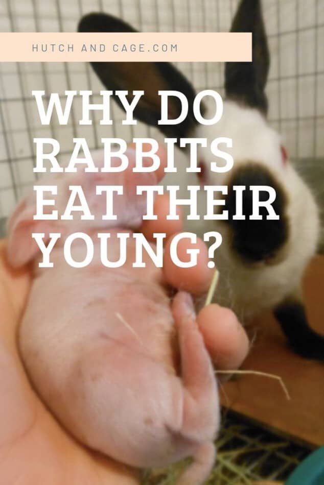 Why Do Rabbits Eat Their Young? 3 Ways To Prevent It 1