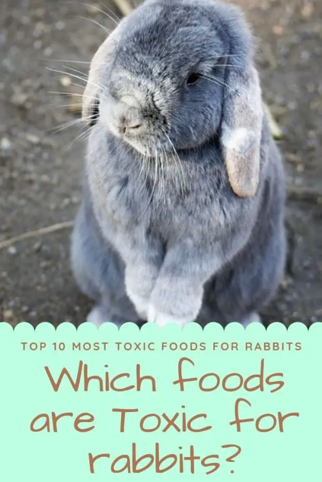 which foods are toxic for rabbits Pinterest image