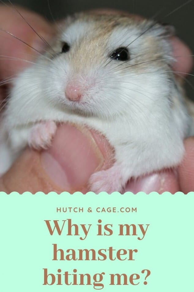 Why Is My Hamster Biting Me? Tips To Stop Them Biting 1