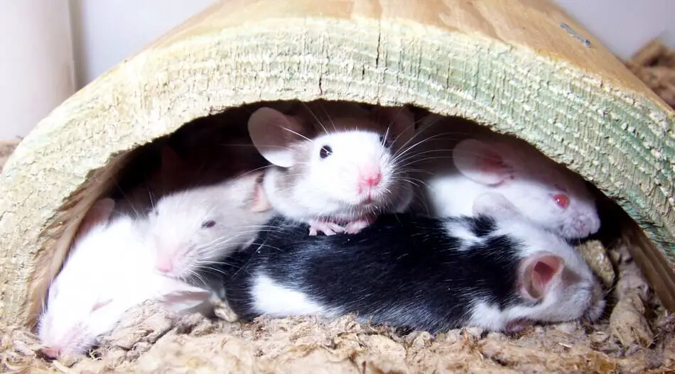 a group of fancy mice