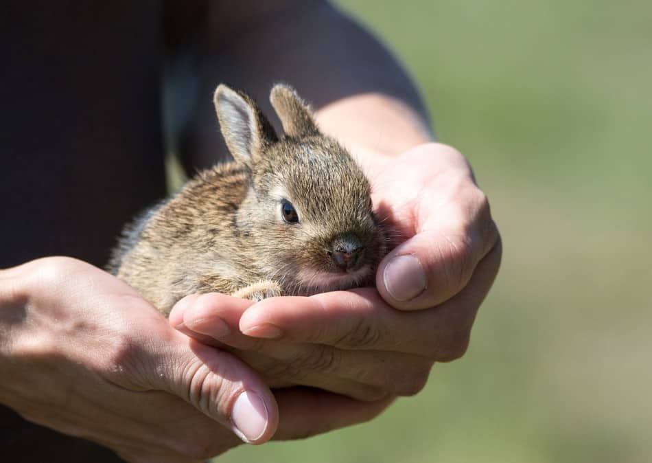 mage of a baby rabbit: hutchandcage.com