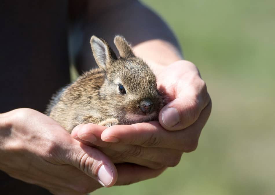  mage d'un bébé lapin : hutchandcage.com 