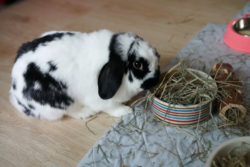 image of a rabbit eating hay