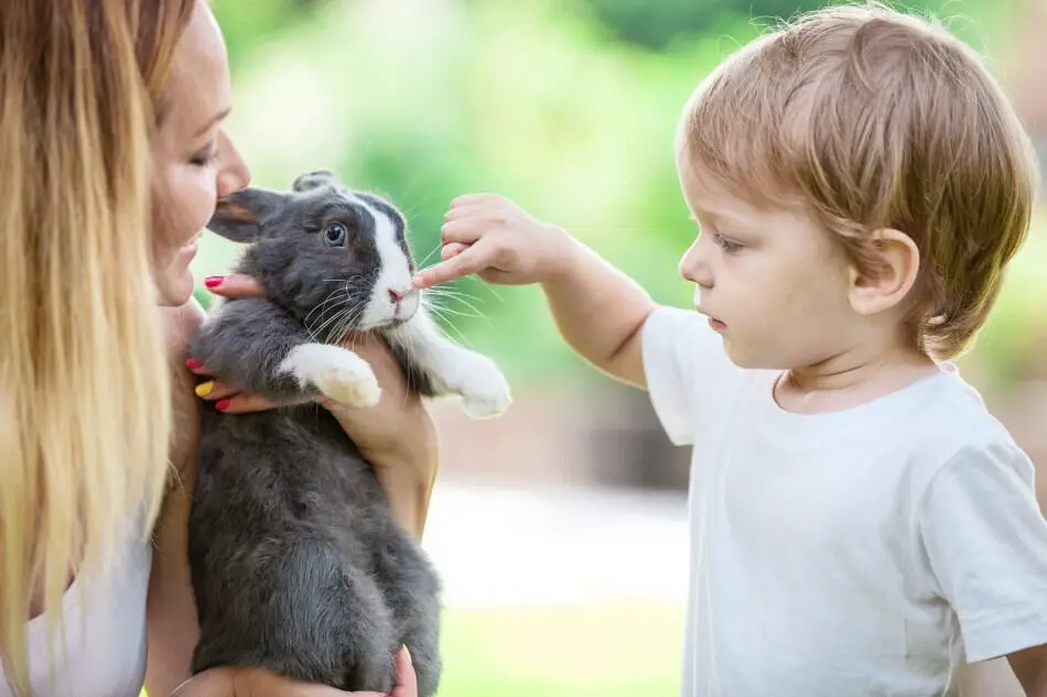 rabbits grunting image