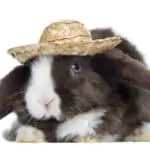brown mini lop rabbit wearing a straw hat