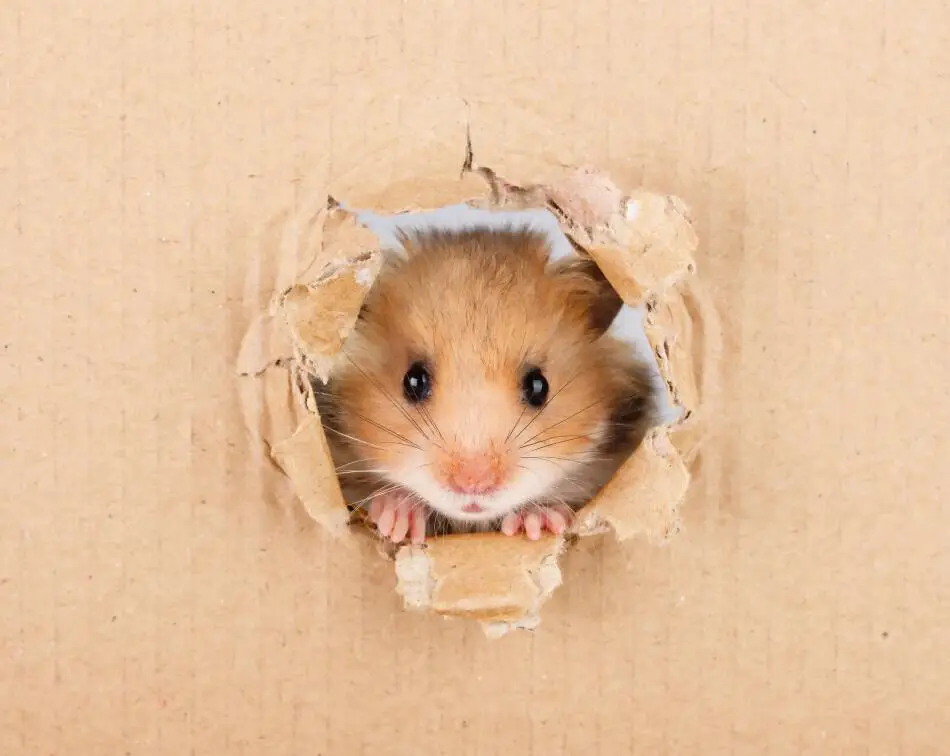 image of a hamster for an article entiled: can hamsters live together?