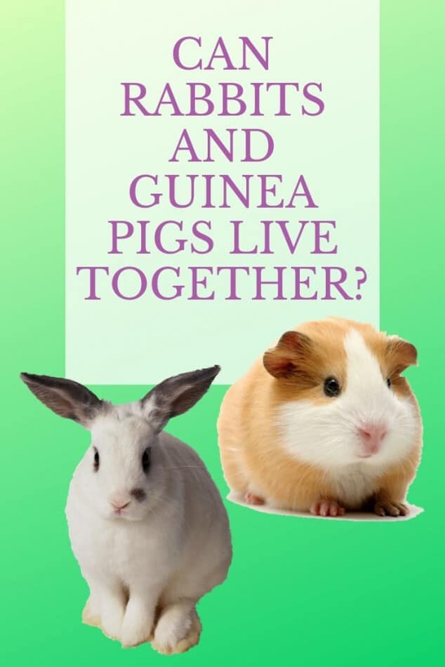 Can Guinea Pigs And Rabbits Live Together? 1