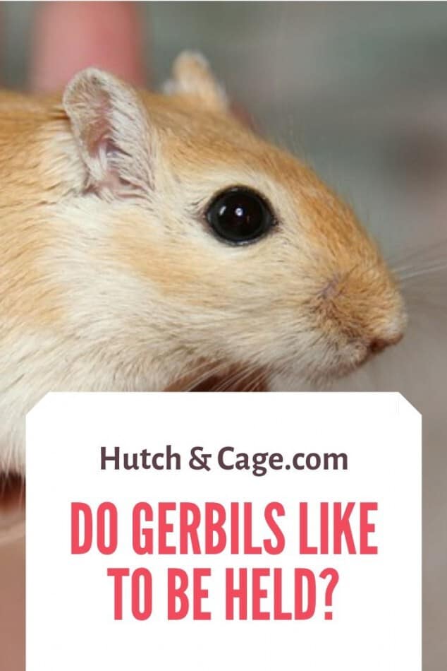 do gerbils like to be held