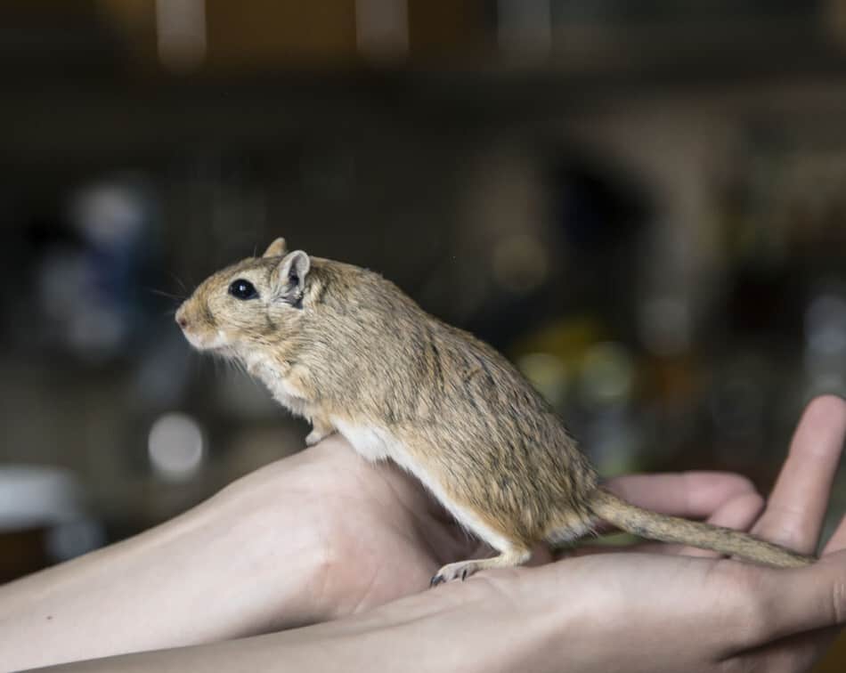 bild av en person som håller en gerbil