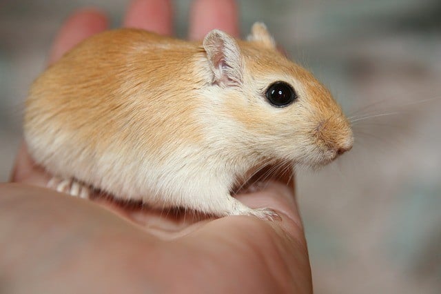 gerbil