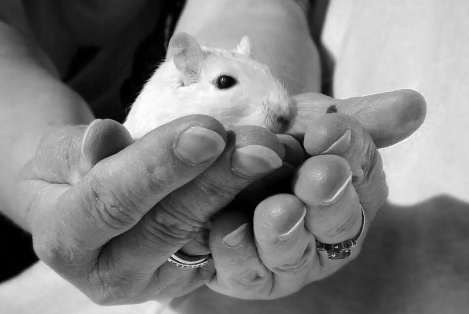 someone holding a gerbil