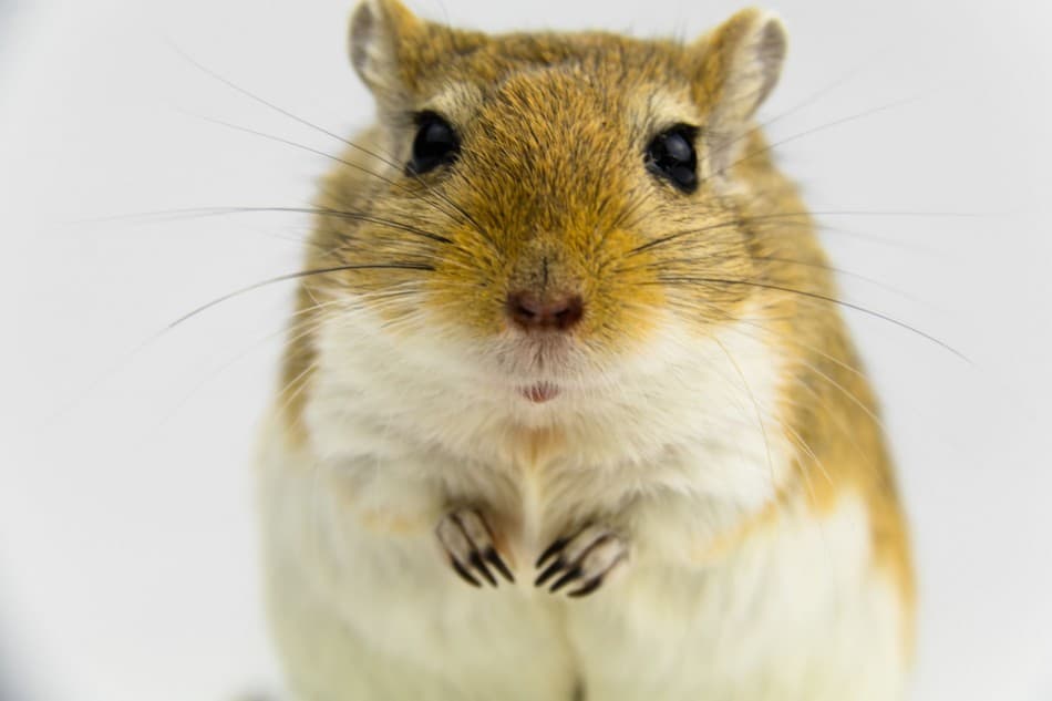 Do Gerbils Smell? Easy Steps You Can Take To Stop Them Smelling