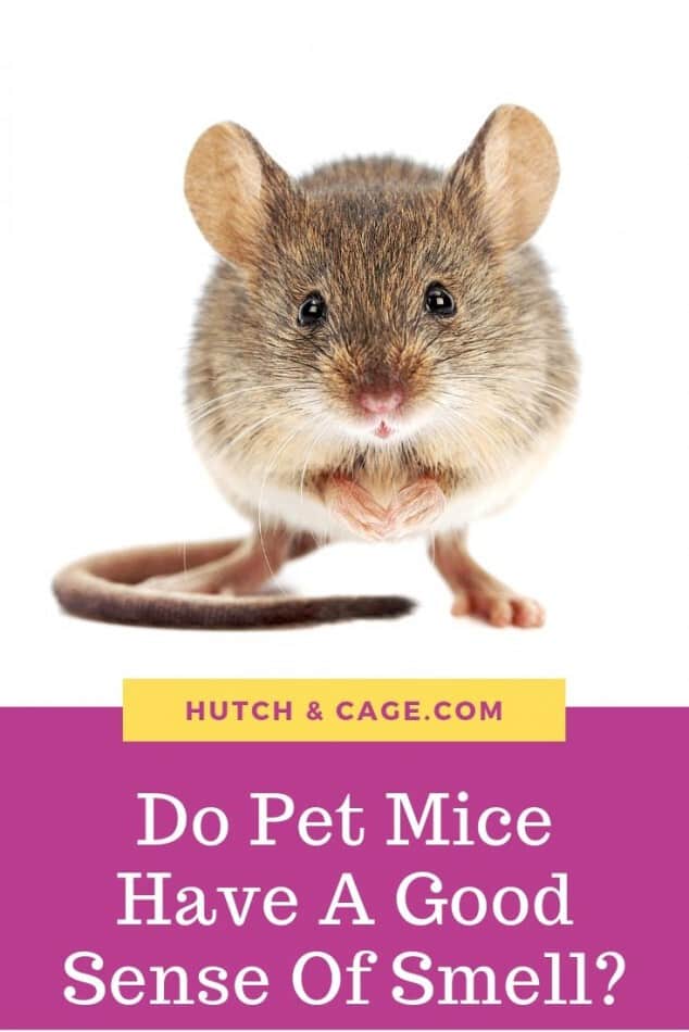 Do Mice Have a Good Sense of Smell? Hutch and Cage