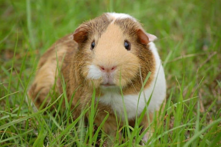 What Noise Do Guinea Pigs Make When They Are Sick? Hutch and Cage