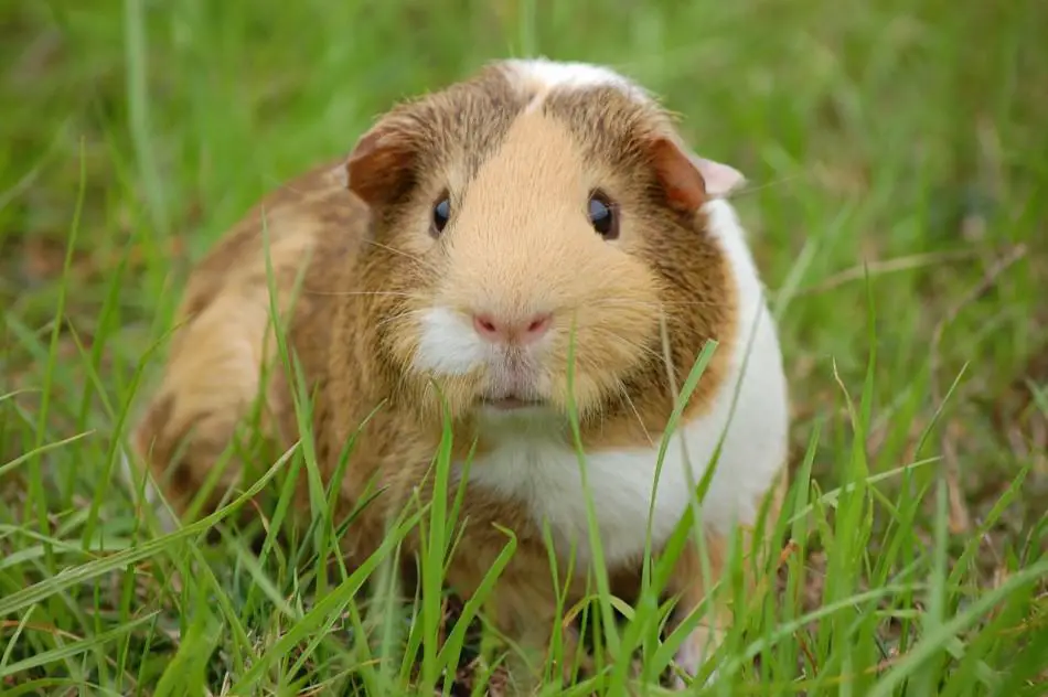 Hutch and Cage - Unhappy guinea pig noises