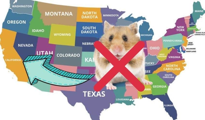 hamsters are illegal in california