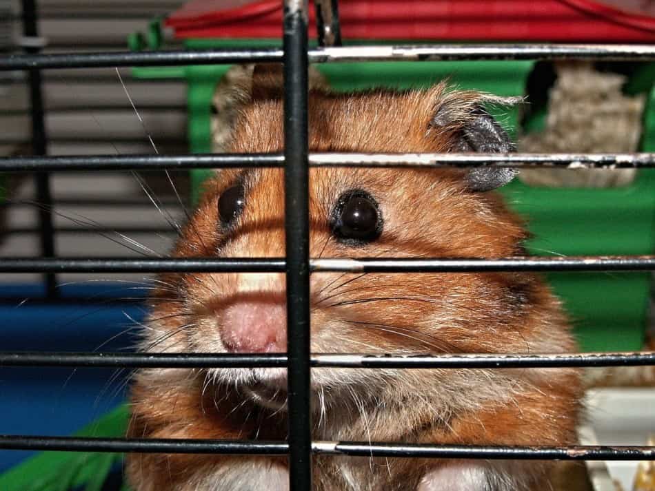 sad hamster