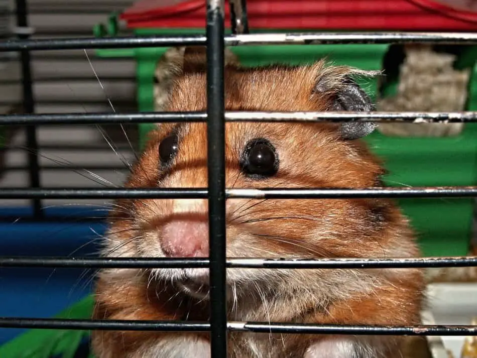 hamster cage rage