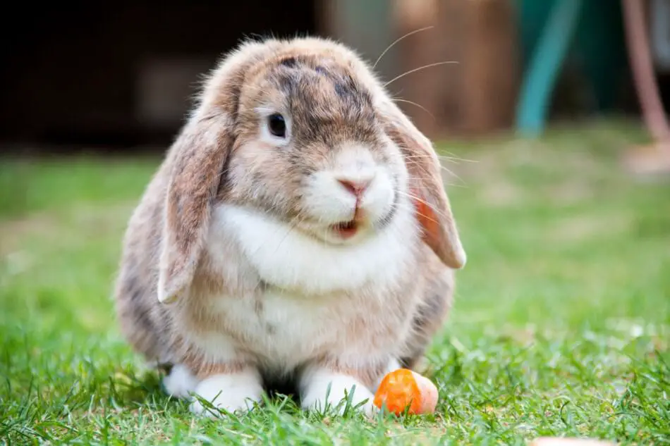  lop rabbit with a carrot