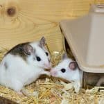 image of two pet mice