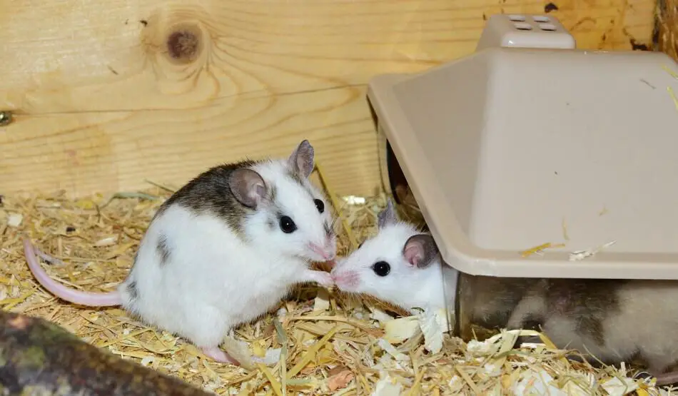 image of two pet mice