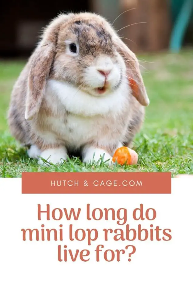 mini lop rabbit pinterest pin