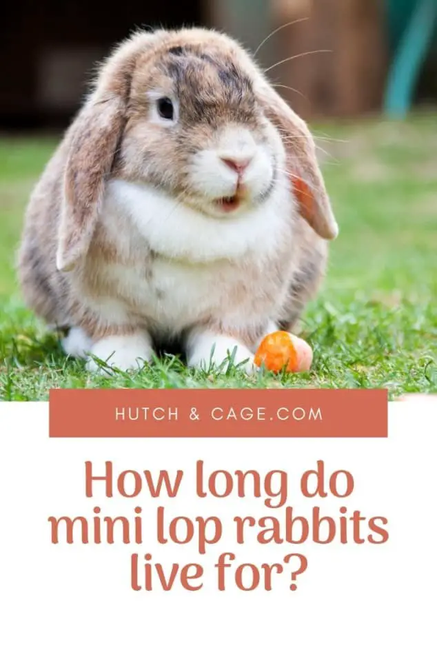 How Long Do Mini Lops Live For? Life Expectancy Lifespan