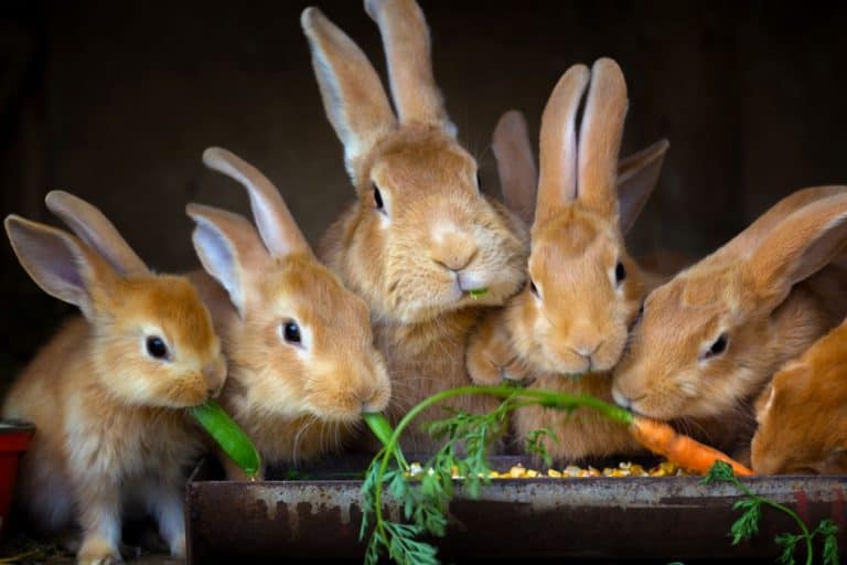 rabbits eating popcorn