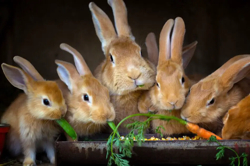 rabbits eating carrots