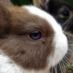 image of a cute pet rabbit