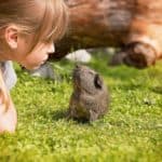 child playing with a guinea pig