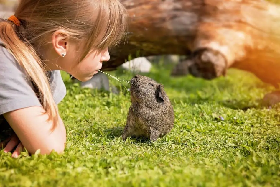 child playing with a guinea pig