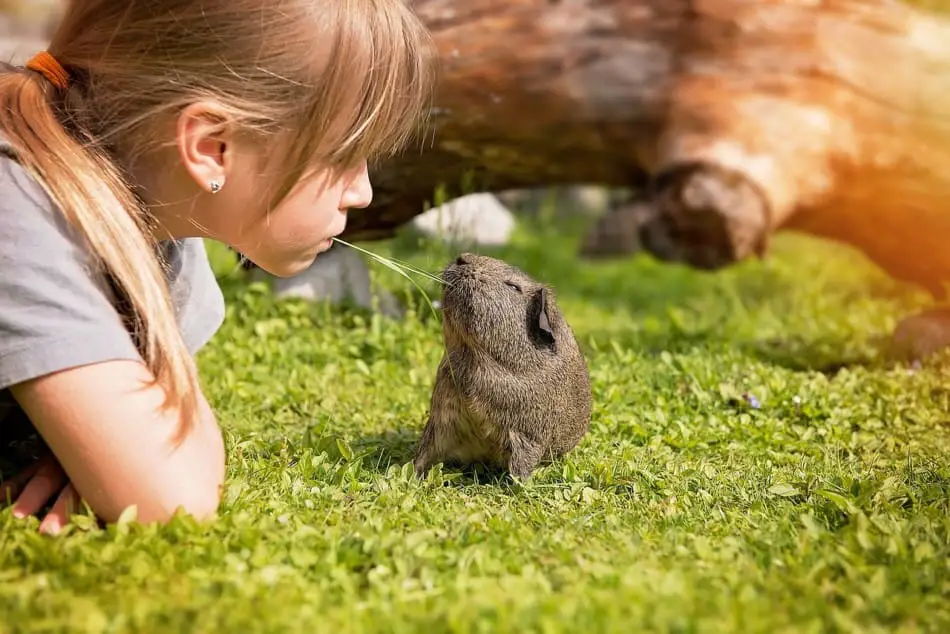 What Noise Do Guinea Pigs Make When They Are Sick?