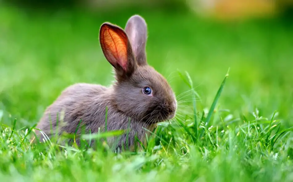 Blue eyed bunny