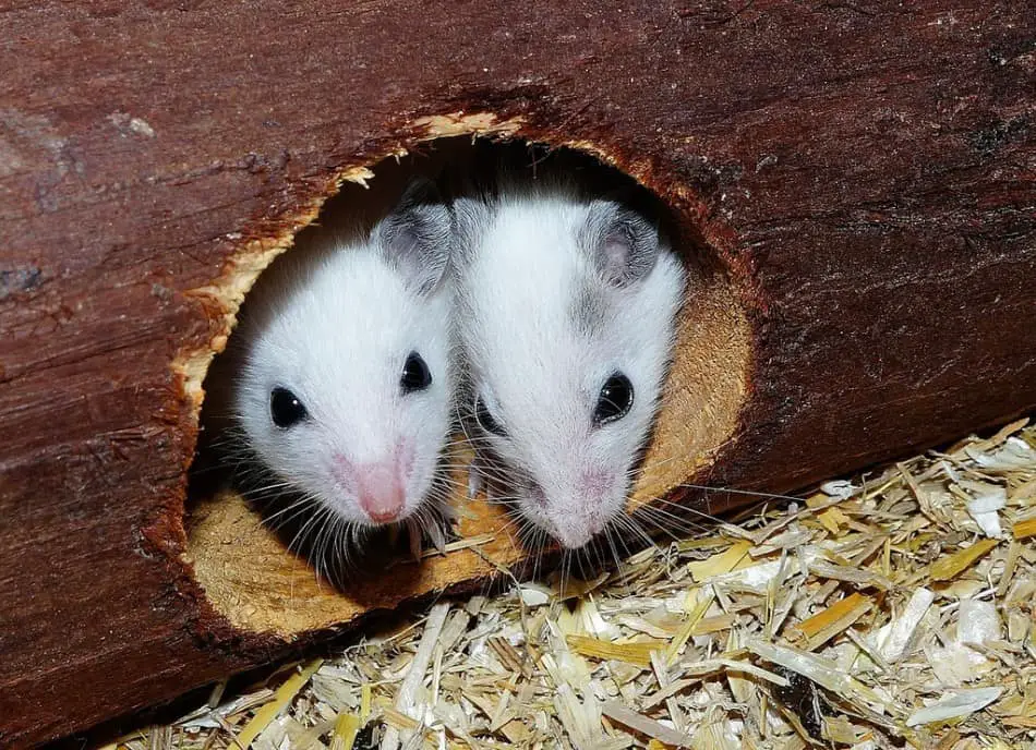 two pet mice in a hole in a log