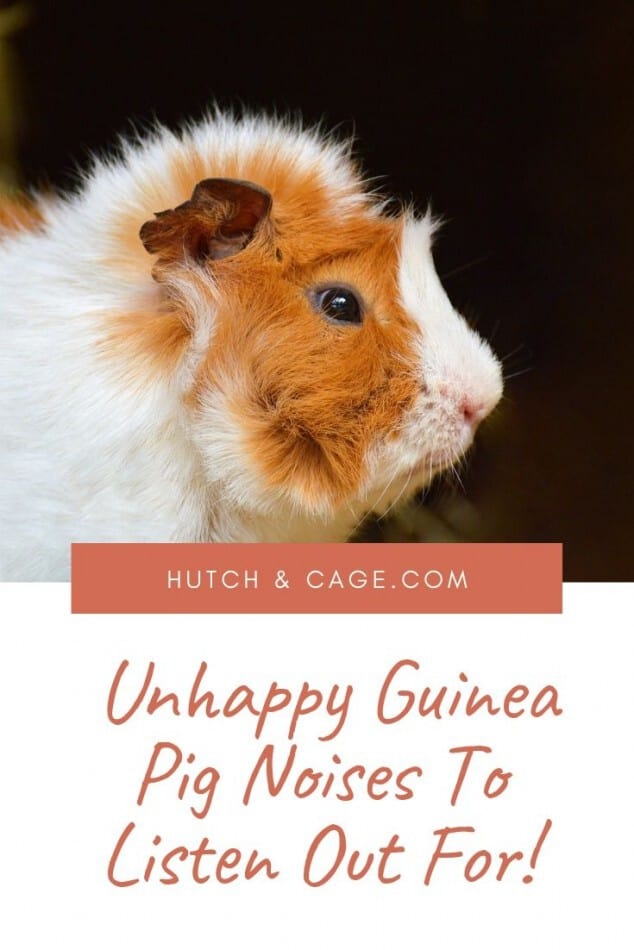 unhappy guinea pig noises article- image of a sad guinea pig