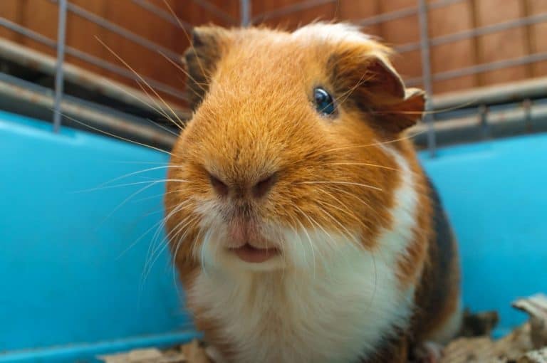 What Size Cage Do Guinea Pigs Need? Dimensions Shapes Sizes